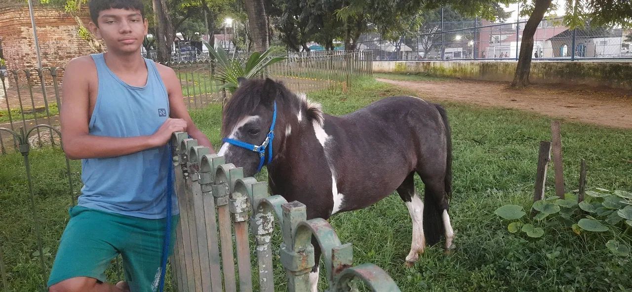 Vendo pônei pra negociar 