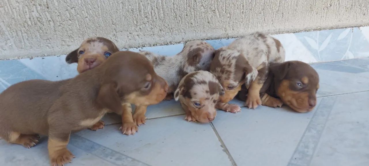 Dachshund Miniatura Lindos Filhotes Alerquim e Chocolate  - Foto 4