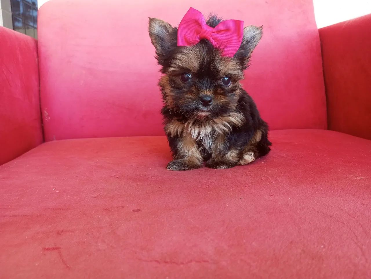 YORKSHIRE MICRO DE BOLSA PEDIGREE CBKC  - Foto 2