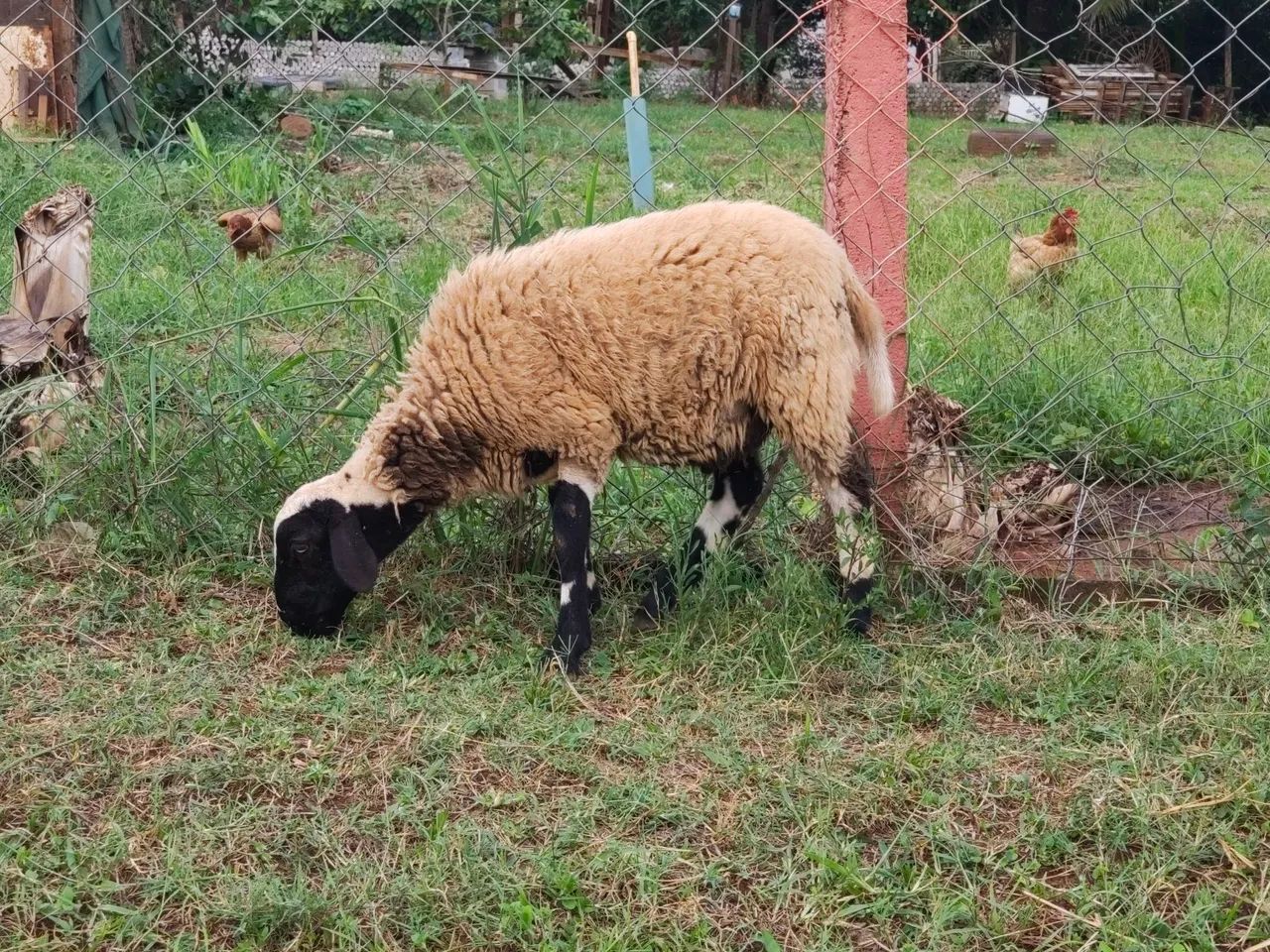 Carneiro jovem - Foto 3