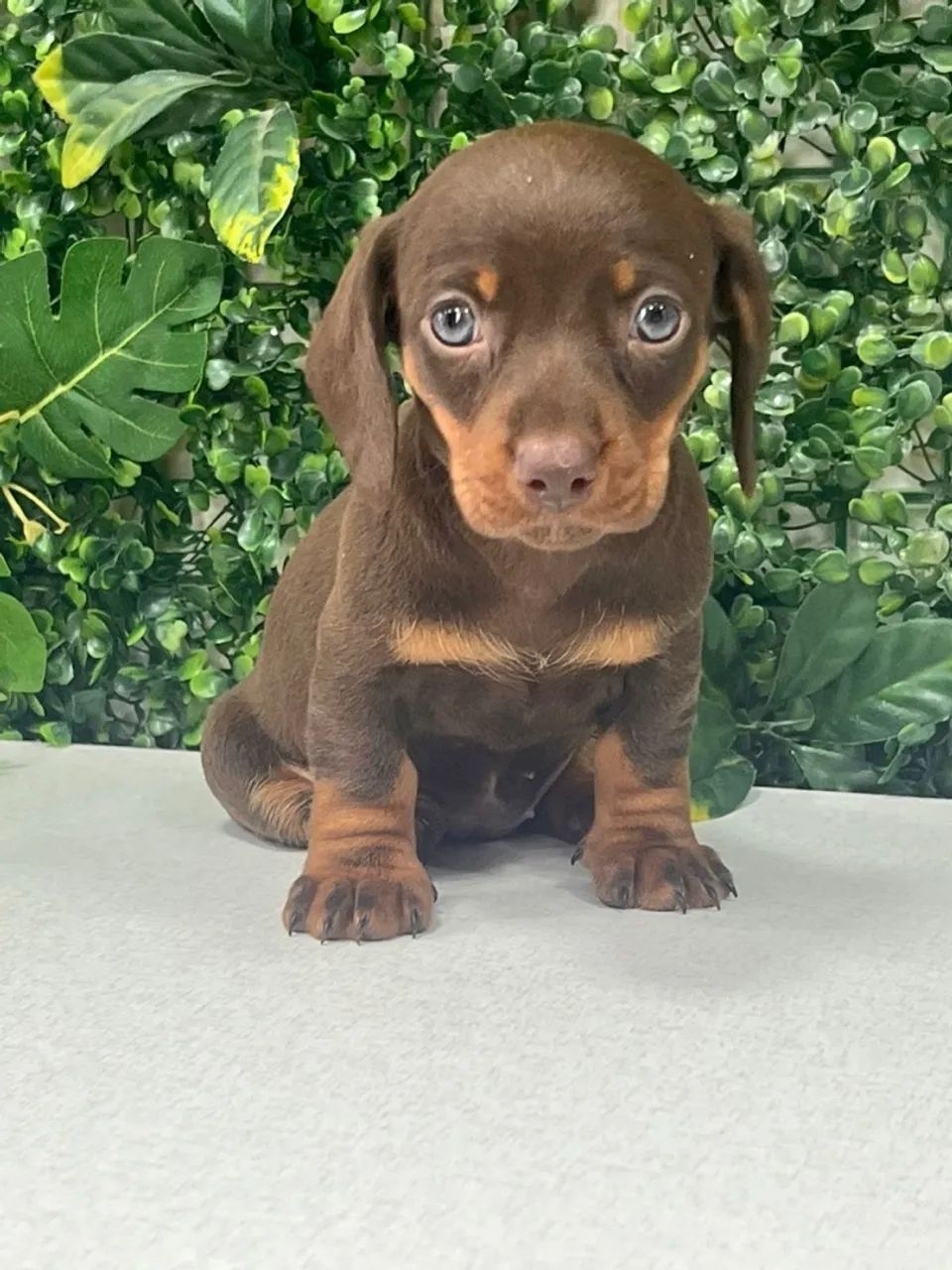 Filhote de Dachshund Chocolate