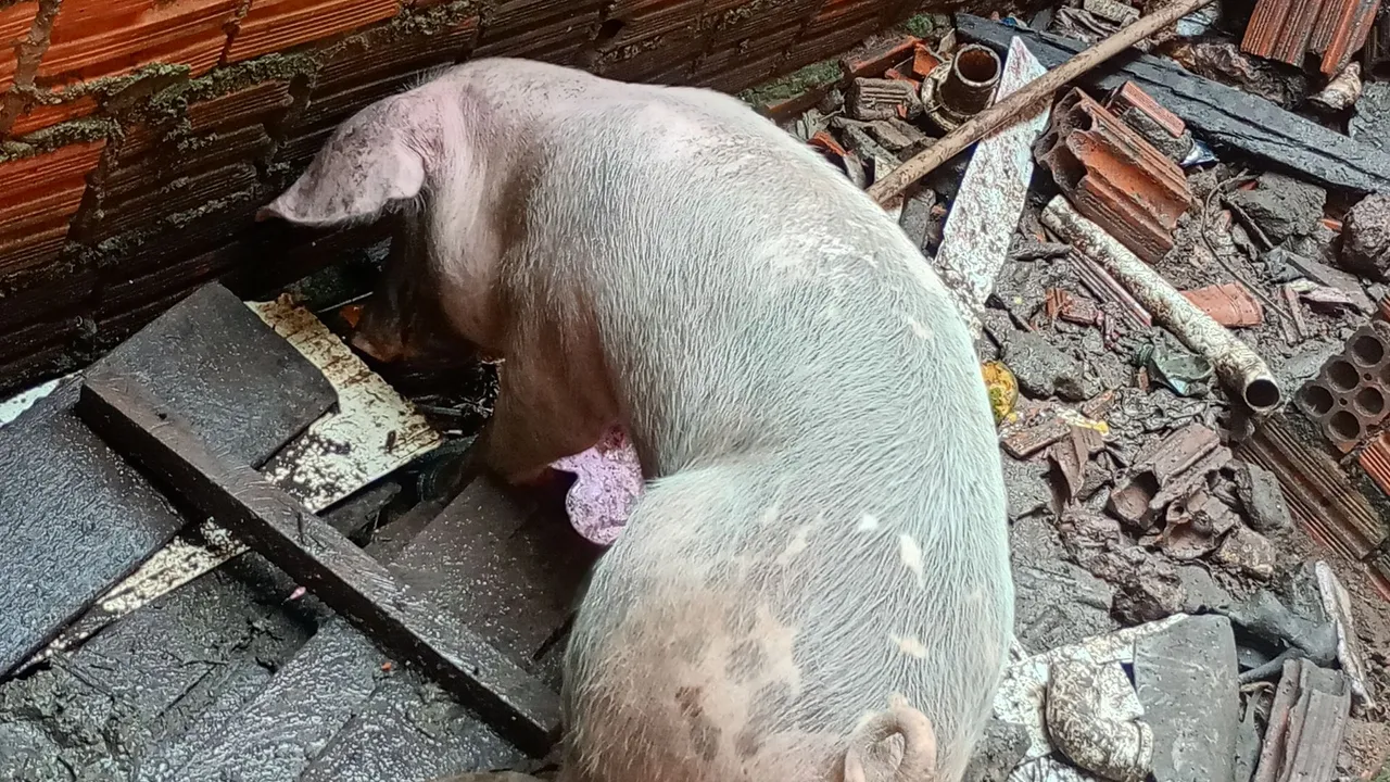 Porco*não tá capado*