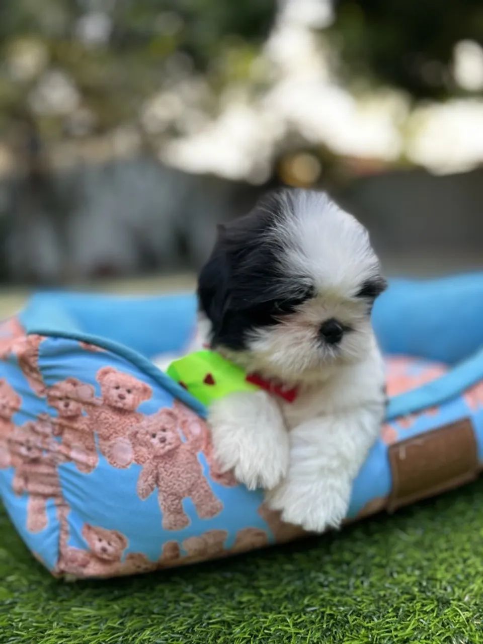 Shih Tzu disponível  - Foto 4