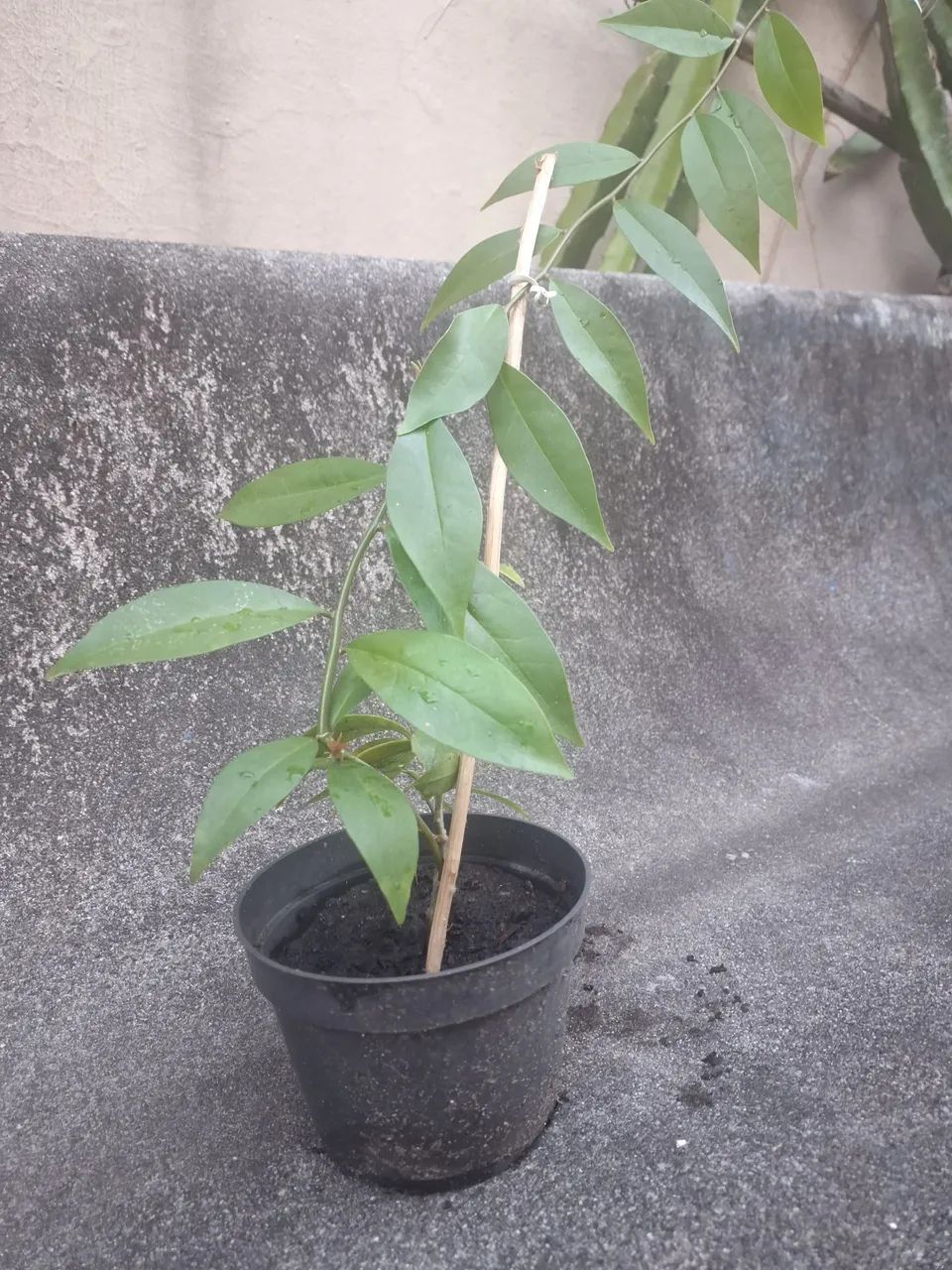 Muda Ora Pro Nobis - Foto 3