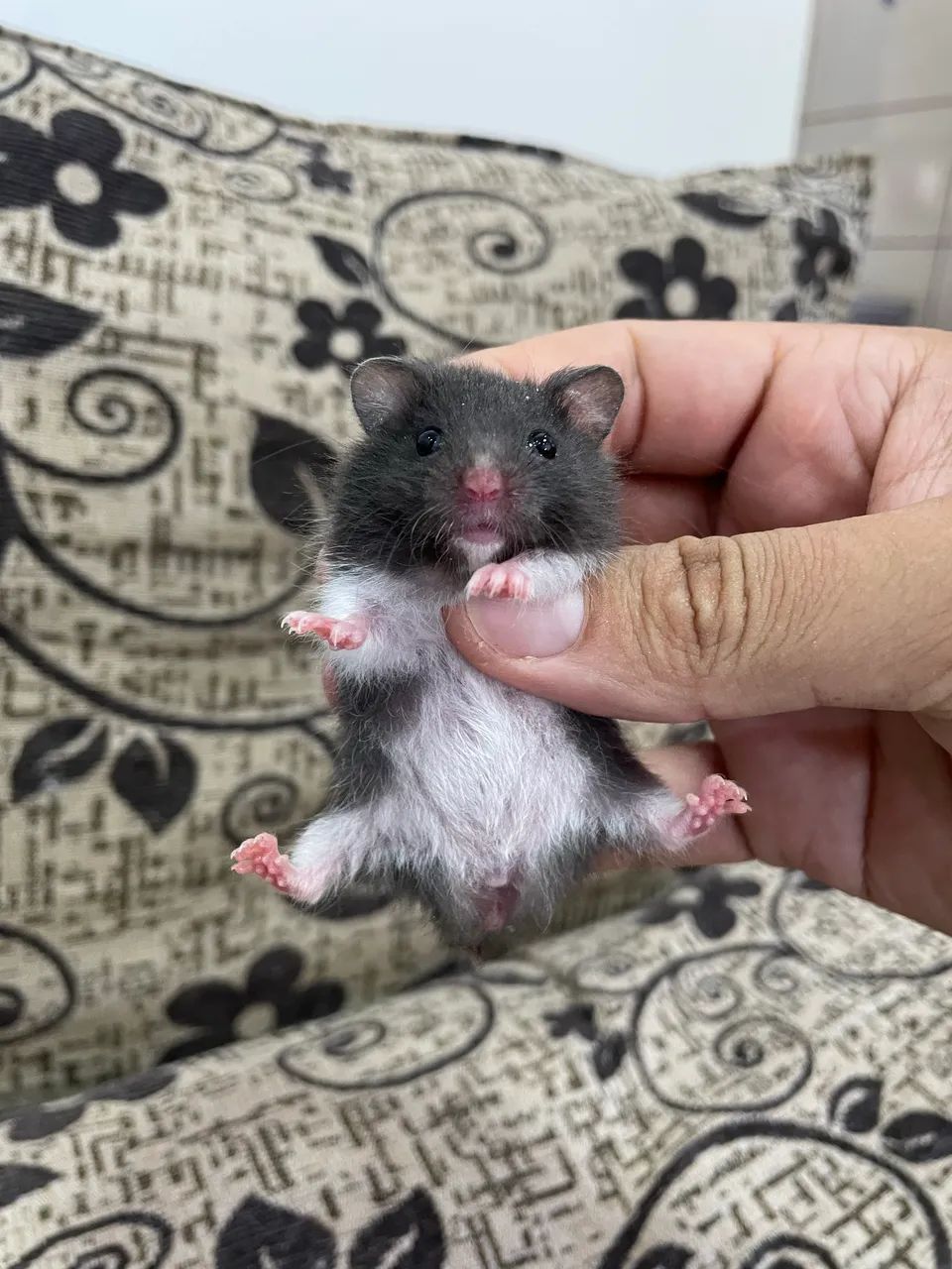 Hamster sírio filhotes - Foto 6