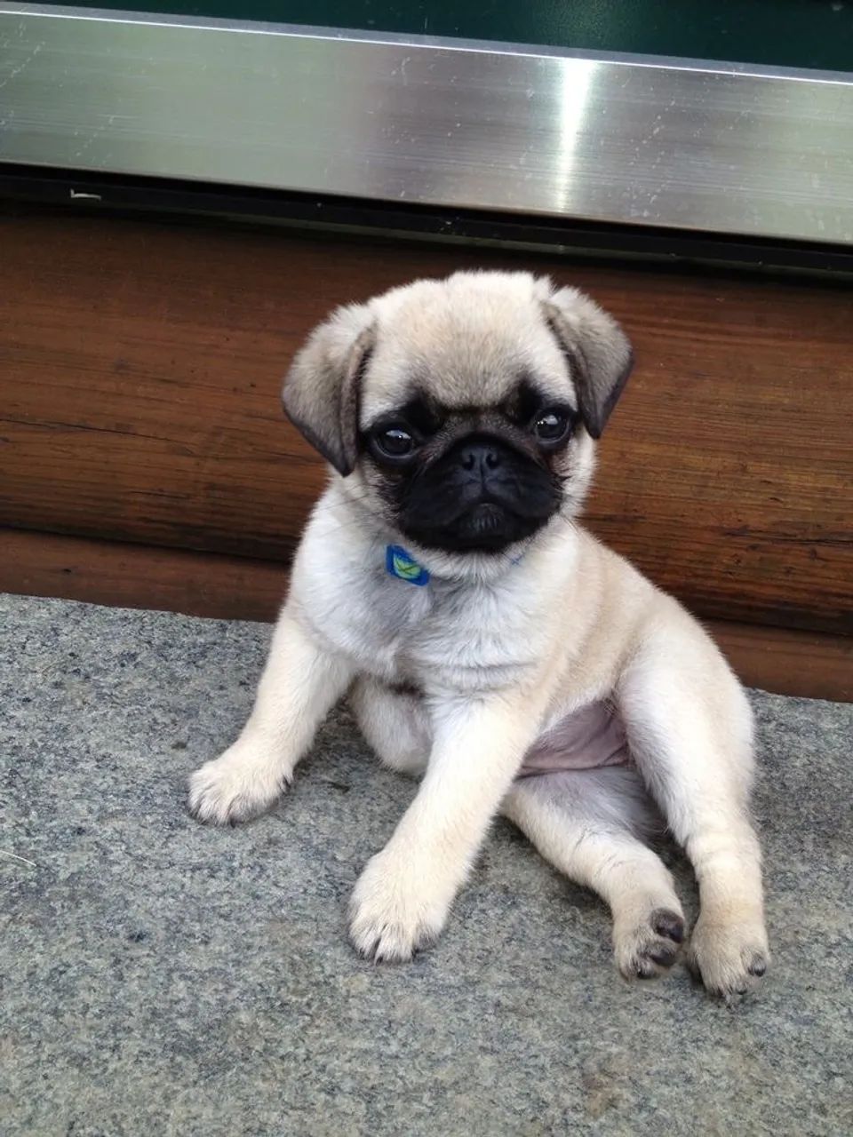   filhotinhos lindos de (Pug Macho e Fêmea Porte Pequeno) Pedigree Garantia e Vacina  - Foto 3
