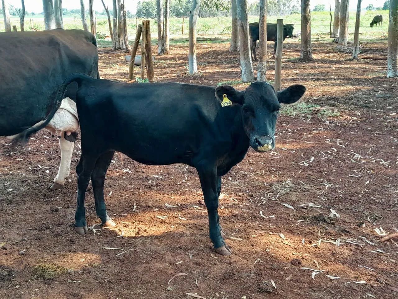 Bezerras e novilhas da raça Jersey  - Foto 6