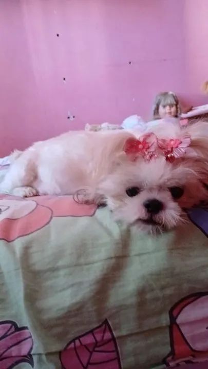 Linda shih tzu fêmea legitimo 3 anos doação 