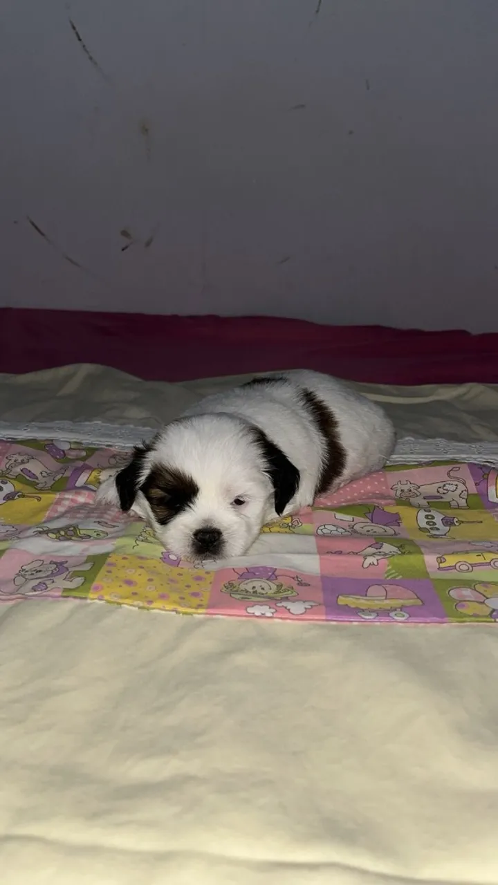 Filhote macho shih tzu