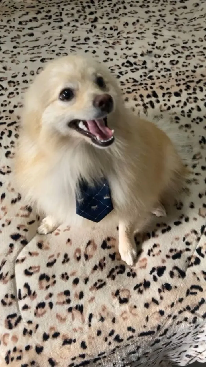 Filhote fofo de Spitz Alemão com gravata