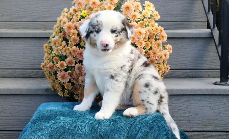 Border Collie inteligente e amoroso