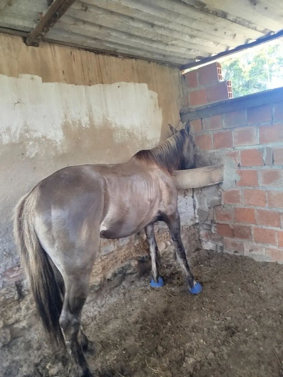 Égua QM vendo ou troco  - Foto 3