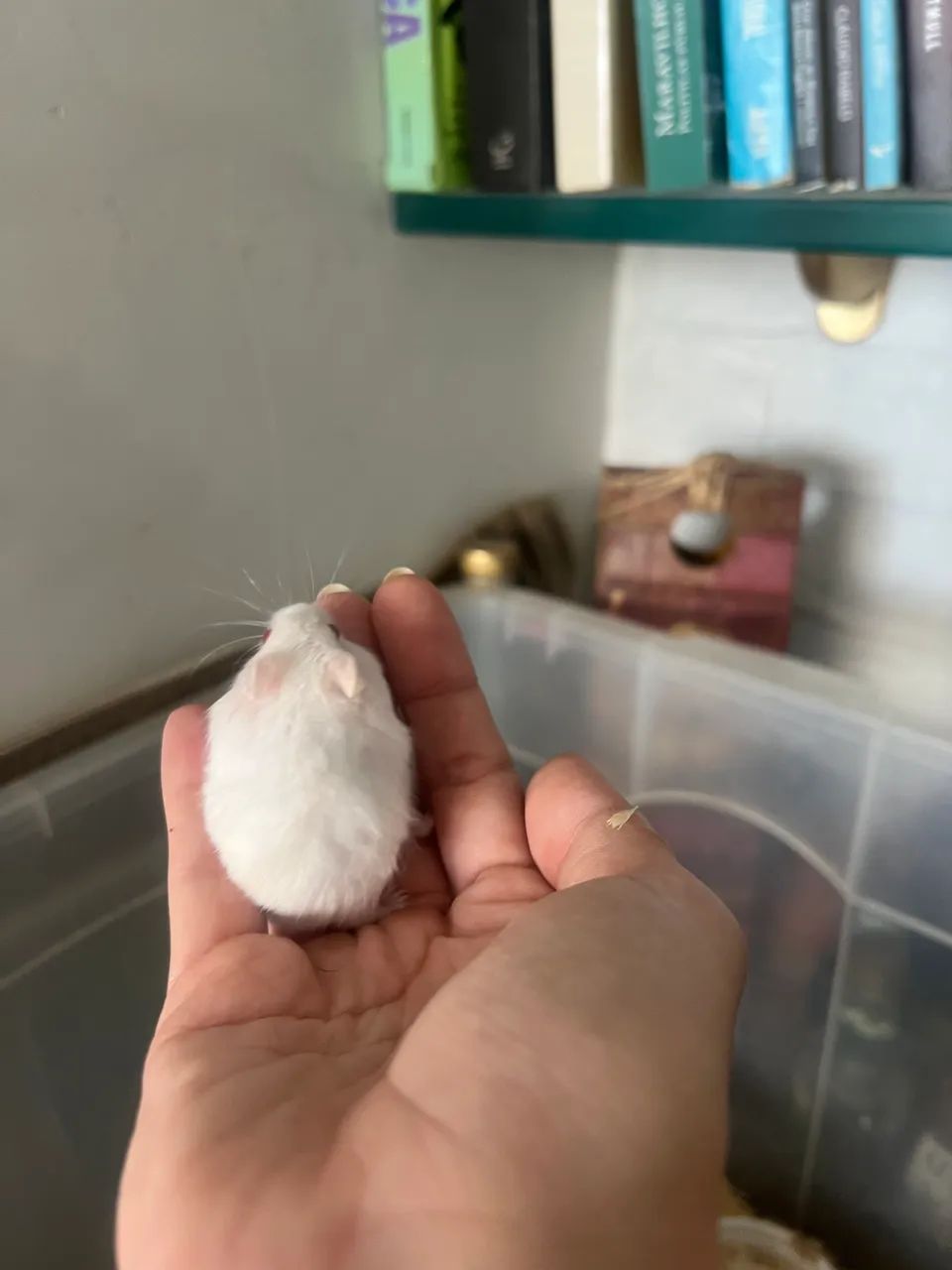 Hamster anao russo - olhos vermelhos - Foto 2