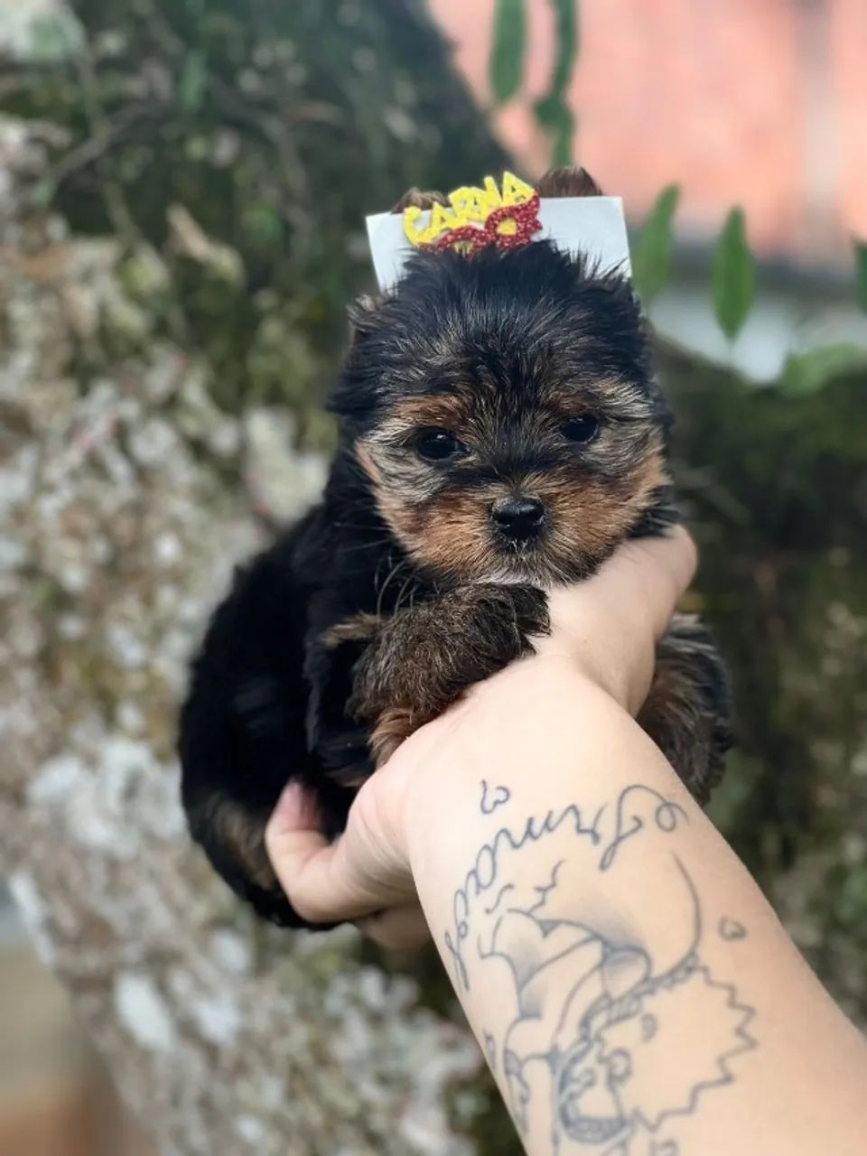 Filhotes Yorkshire prontos para encantar - Foto 2