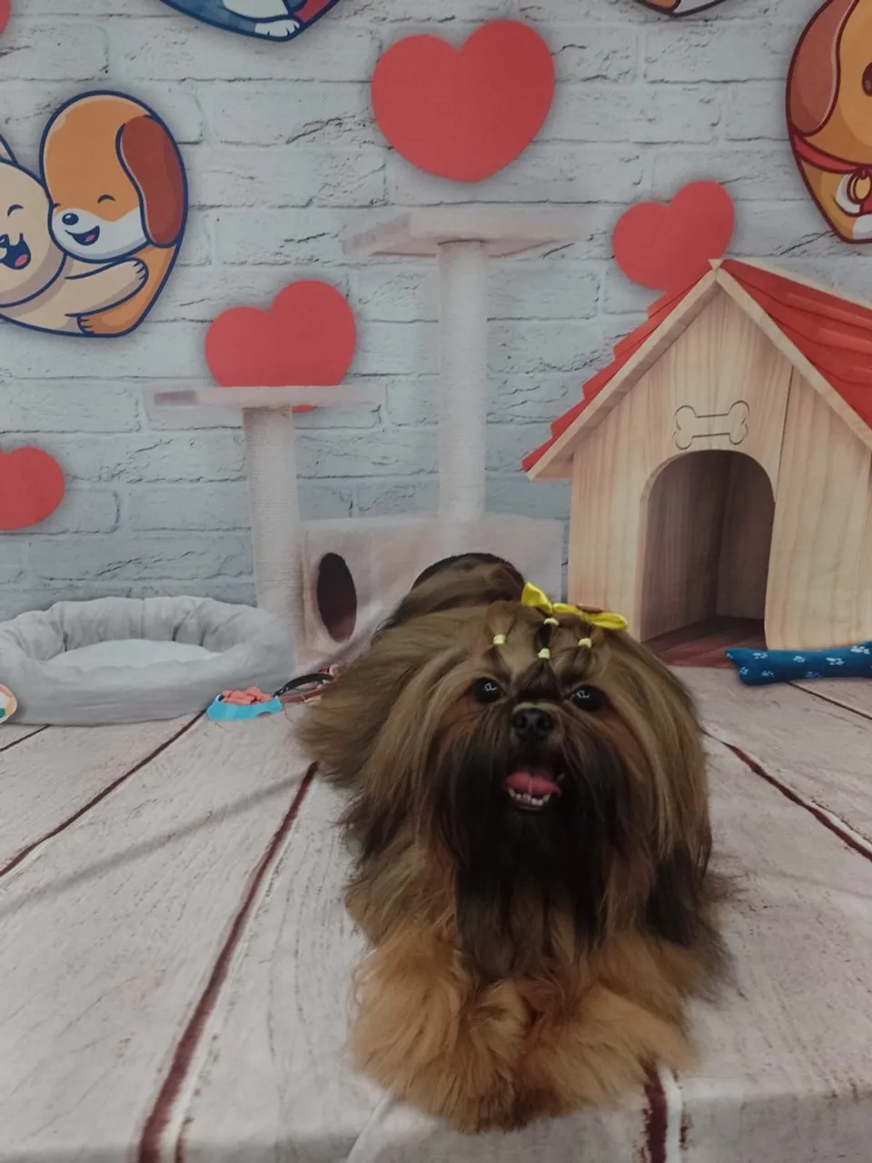 Shih Tzu Macho castrado
