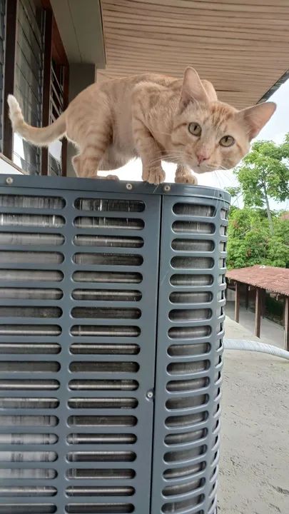Gatinho laranja lindo para adoção 