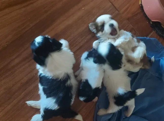 Vende-se filhotes de Shih tzu