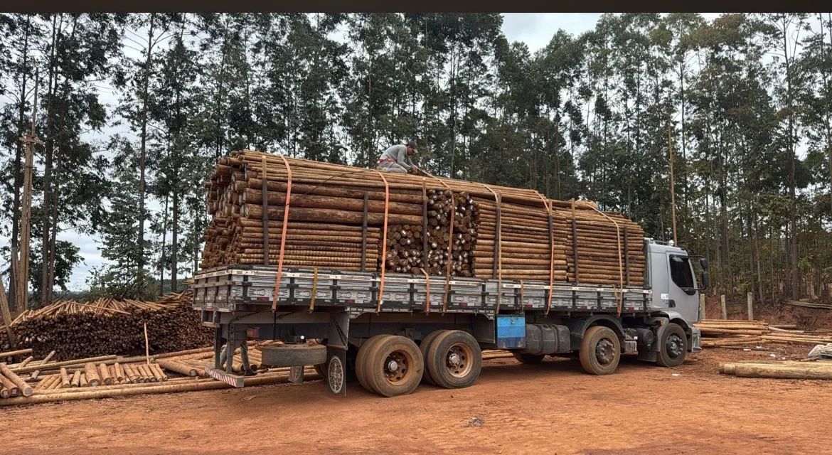 Eucalipto tratado, madeiras de lei - Foto 2