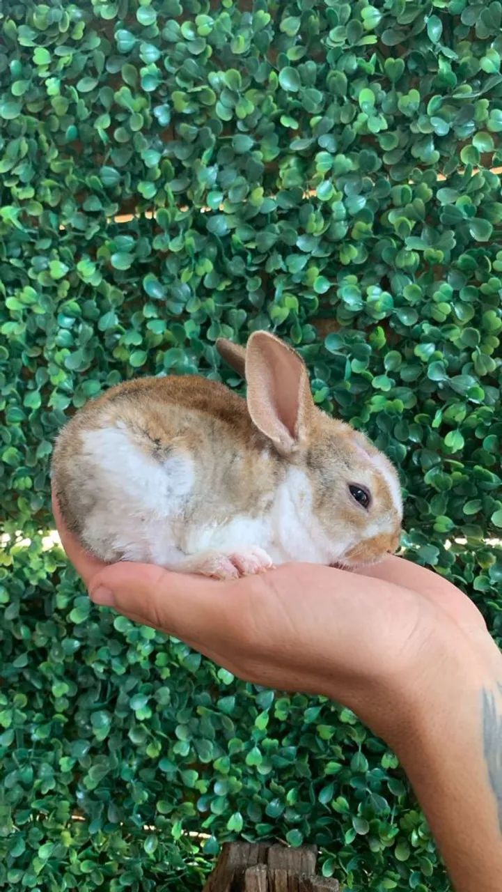 Coelhos filhotes  - Foto 4