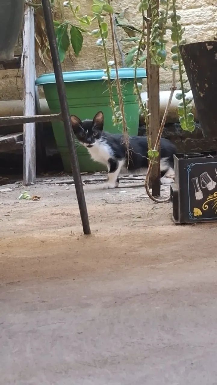 Gatinhos para adoção - Foto 2