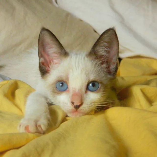 Gatinha resgatada procurando um lar  - Foto 2