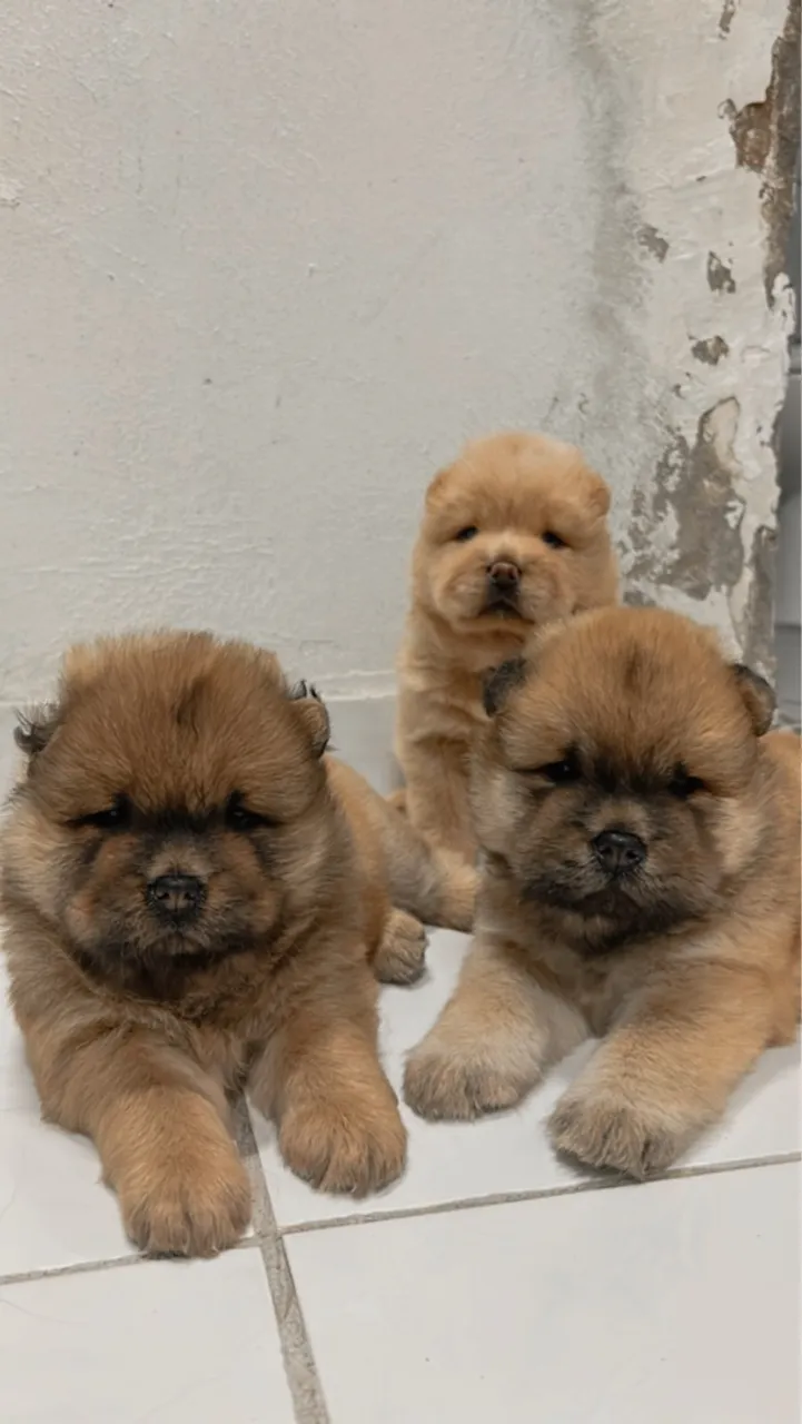 Filhotes Chow Chow