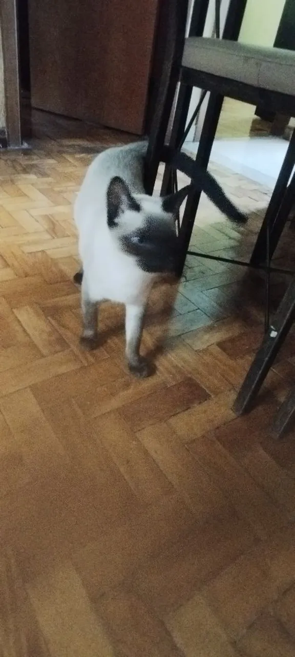 Gatinho Siamês para Adoção