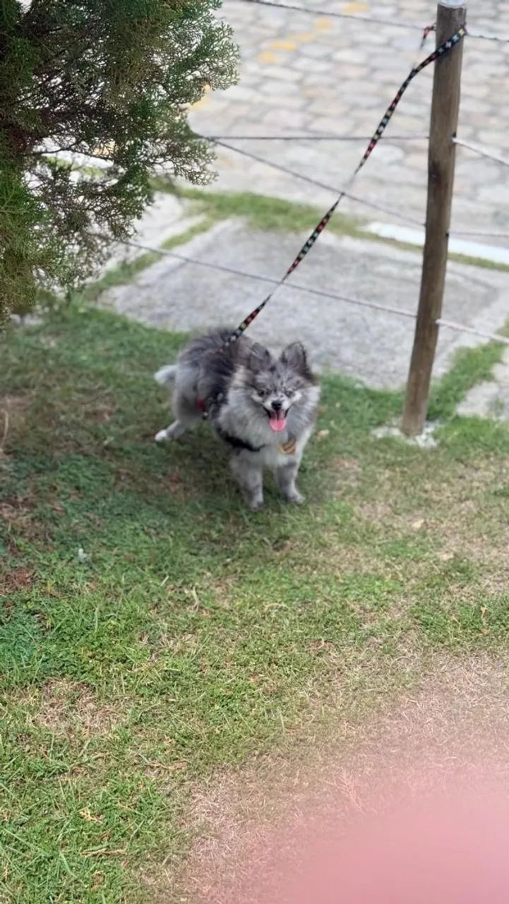 Spitz alemão disponível para Cobertura  - Foto 3