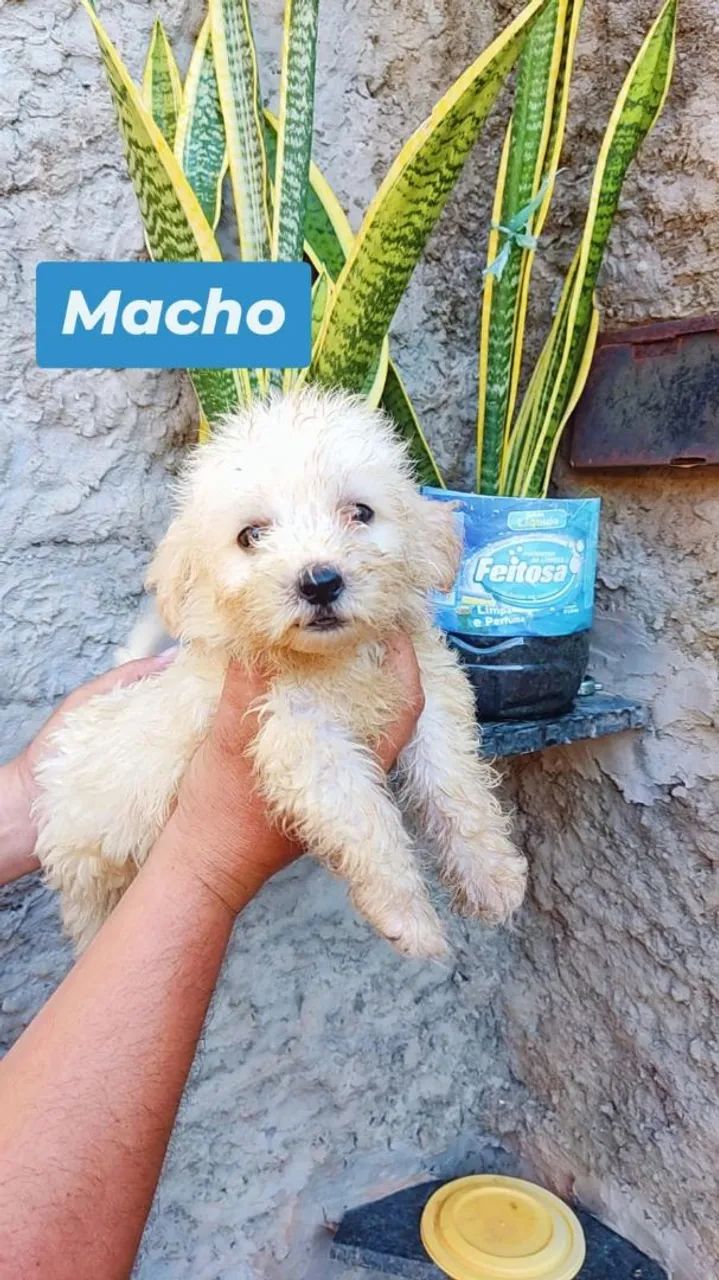 Filhotes de poodle  - Foto 2