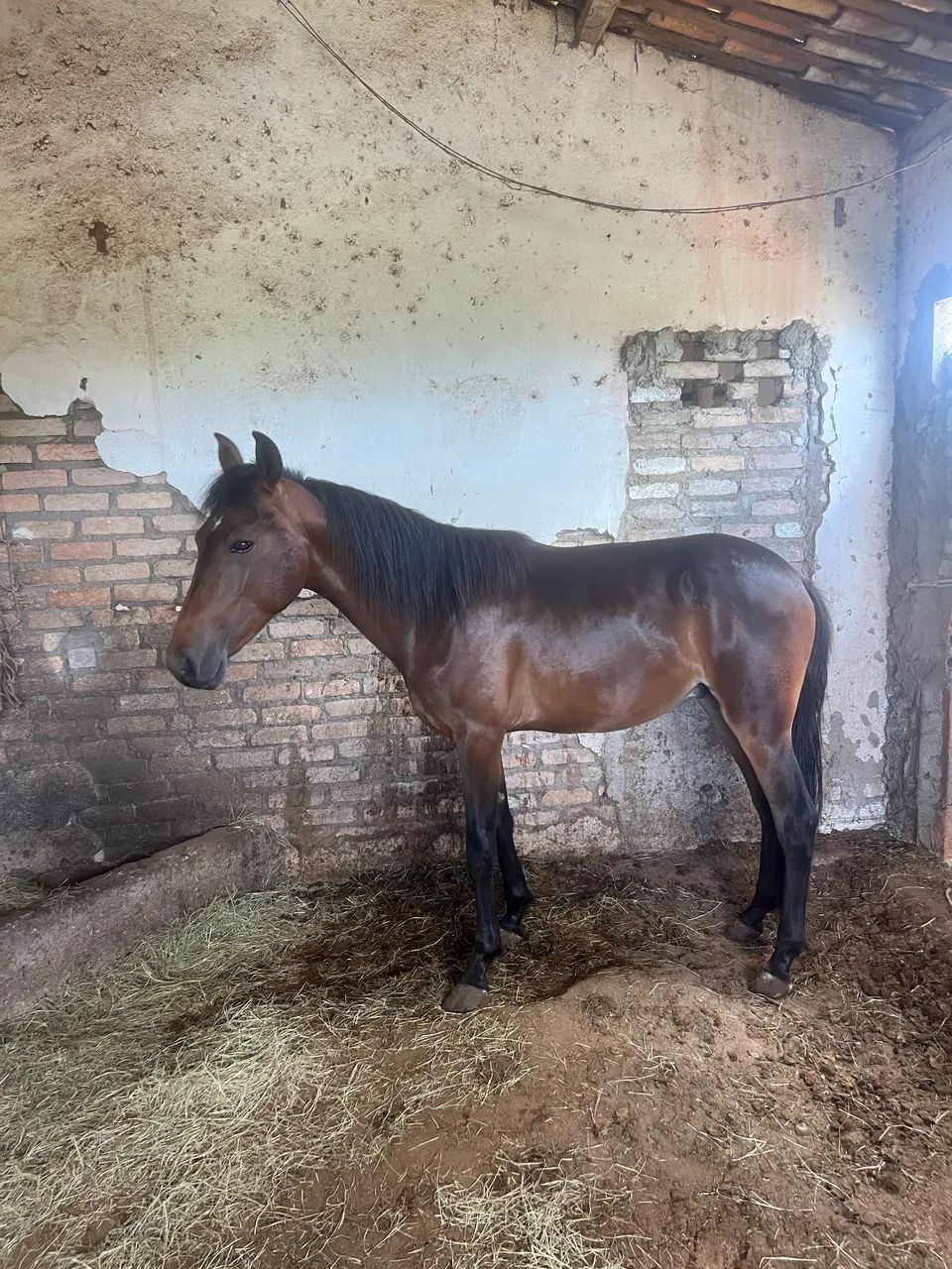 Potro MM registrado  - Foto 2