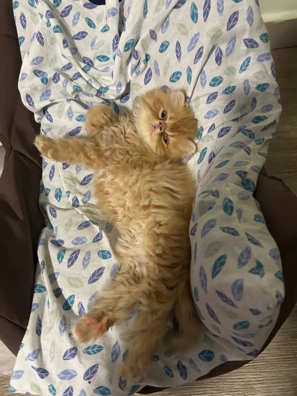 Filhote gato mini-persa - Foto 5