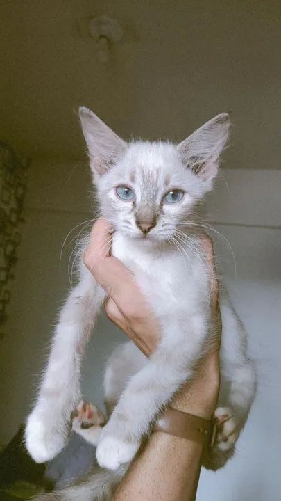Gatinha branca e cinza disponível para adoção