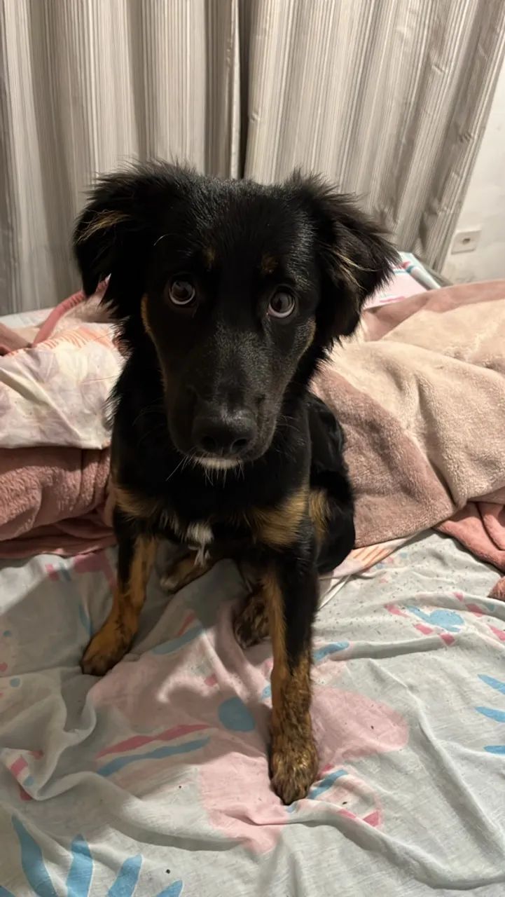 Cachorro - Foto 4