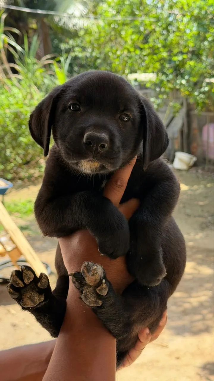 Filhotes para adoção 
