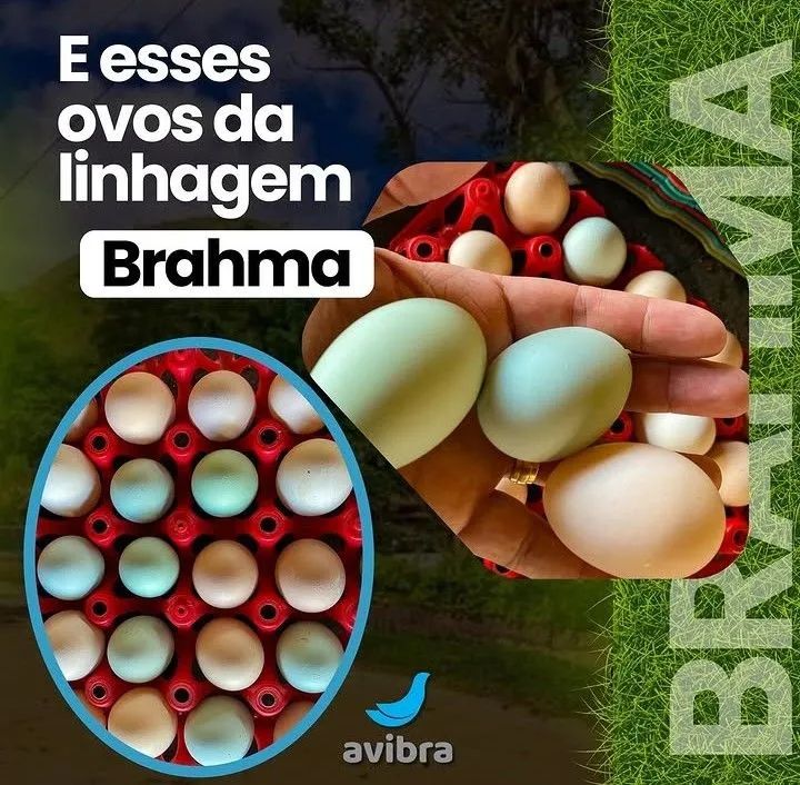 Pintos de Brahma  - Foto 2