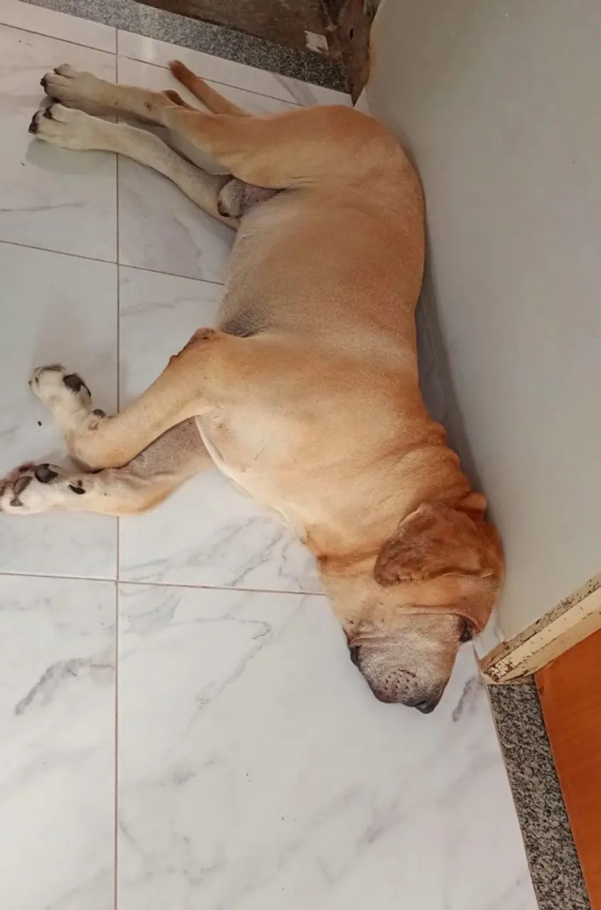 Cachorro - Foto 2