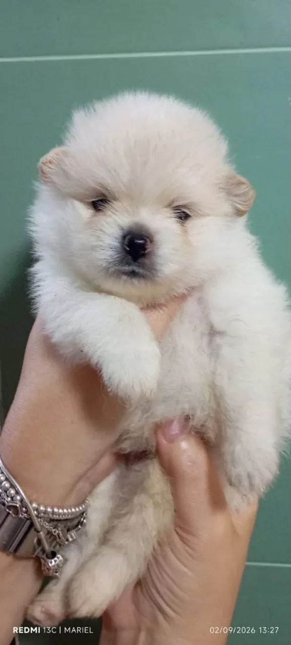 Spitz Alemão