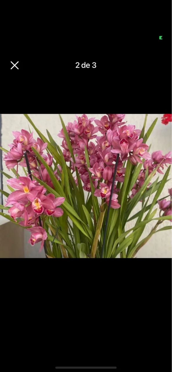 Orquídea cymbidium  - Foto 3