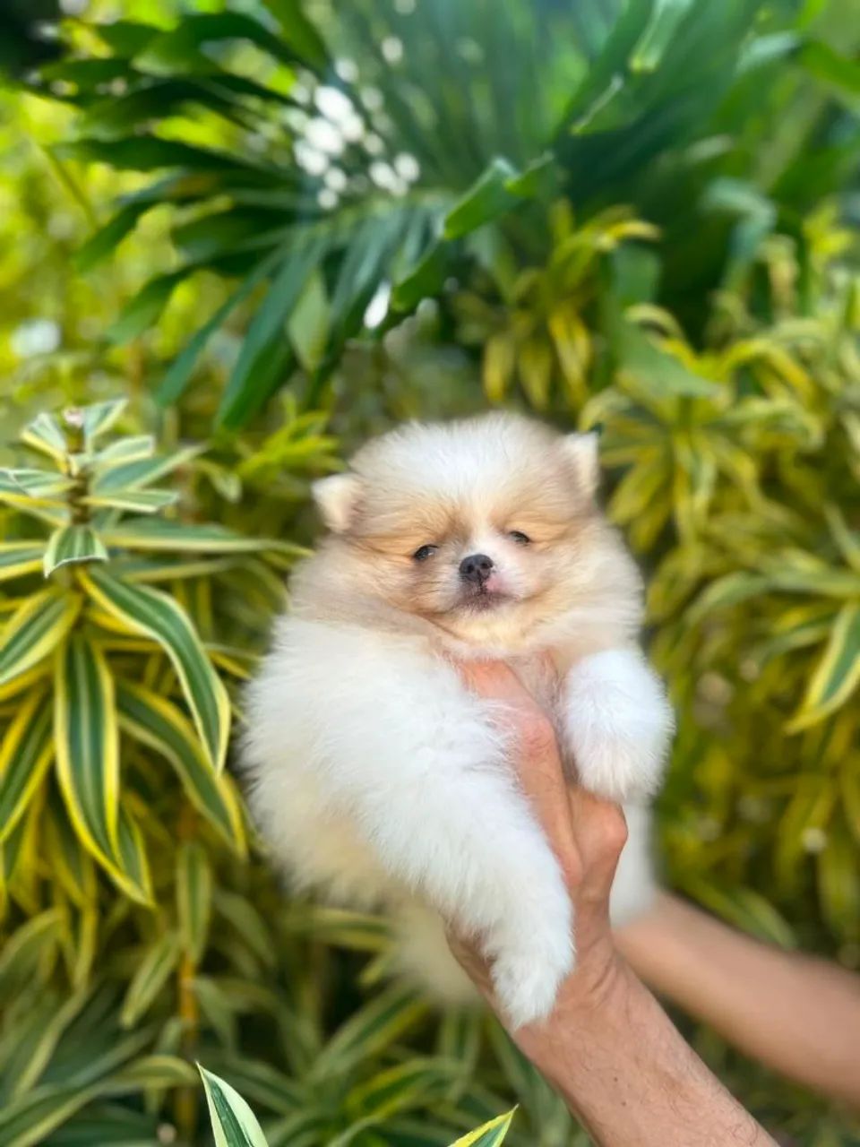 Spitz a partir de 2.500,00