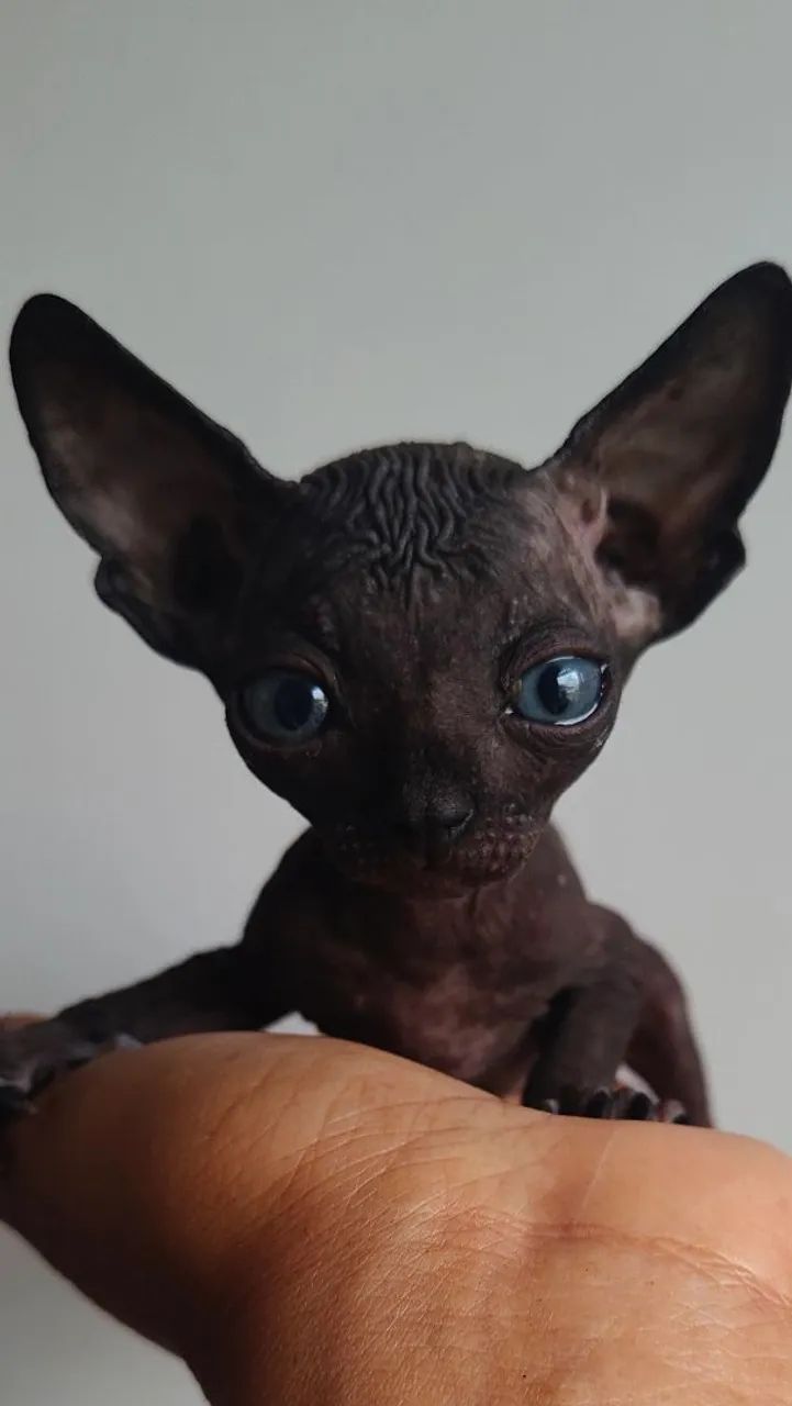 Gato Sem pêlos 