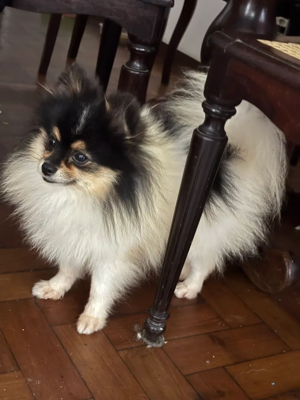 Macho spitz alemão anão - Foto 2