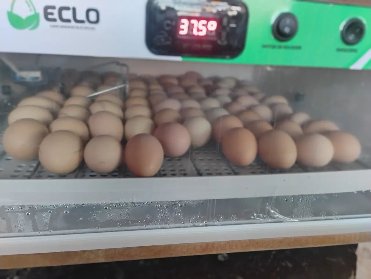 Vendo ovos galados e frangas caipira pescoço pelado e mais  - Foto 4