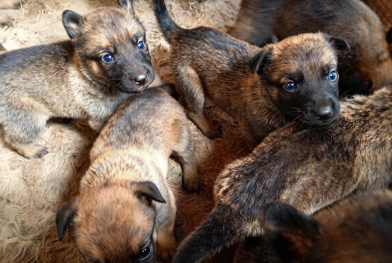 Pastor malinois  - Foto 3