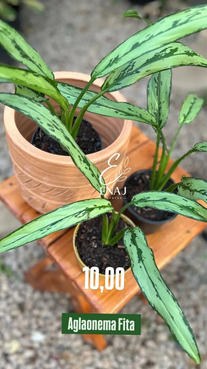 Plantas variadas  - Foto 5