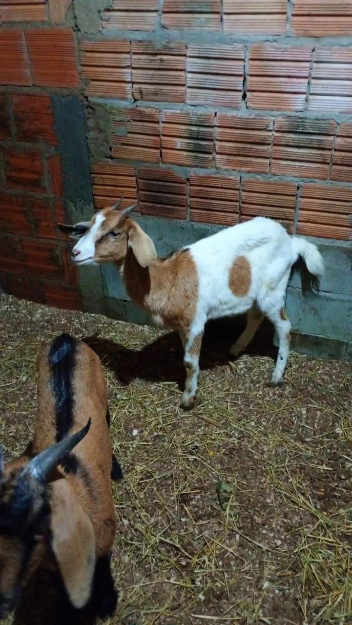 Cabra cabrita  - Foto 5