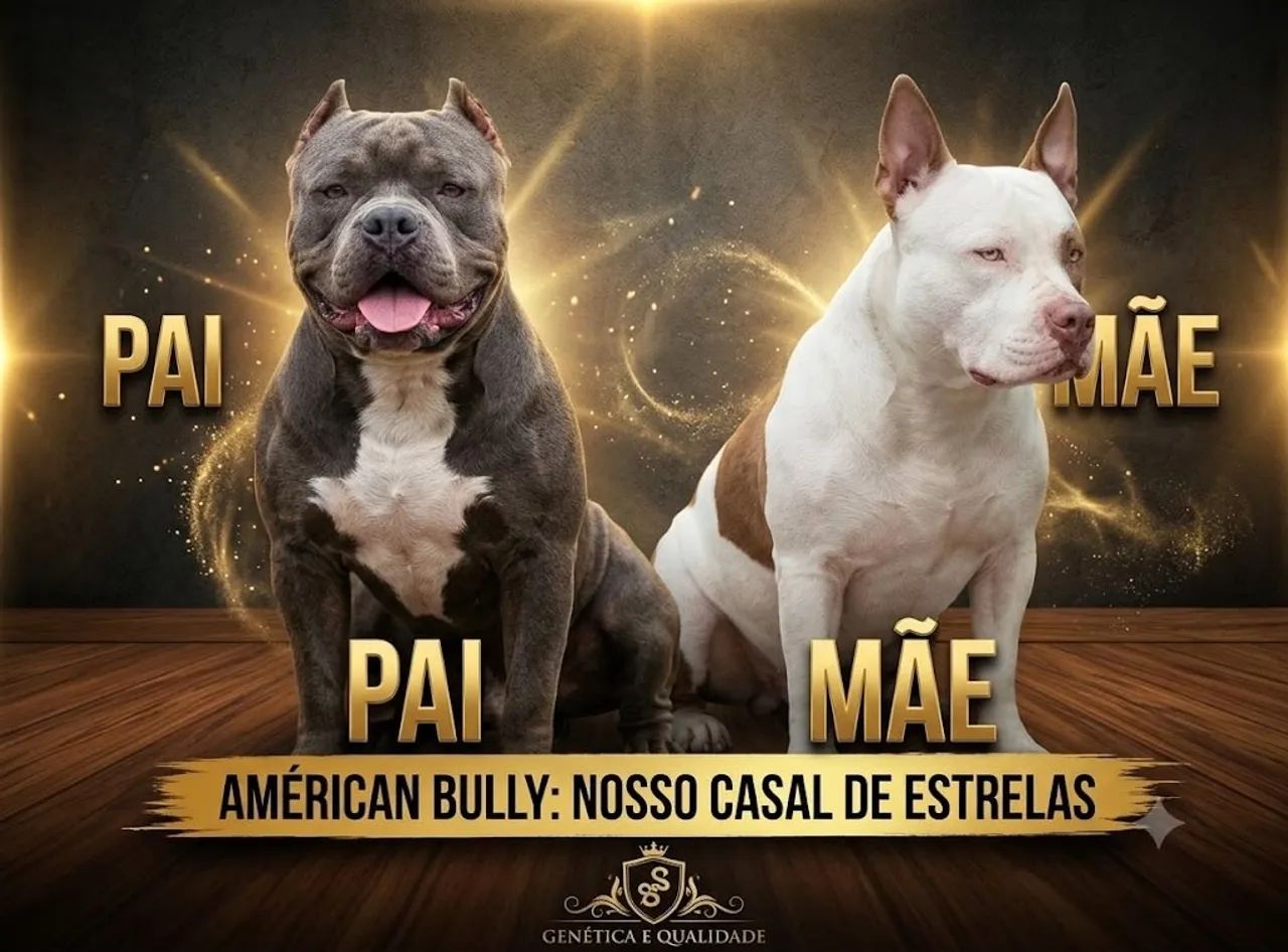 American bully  - Foto 2