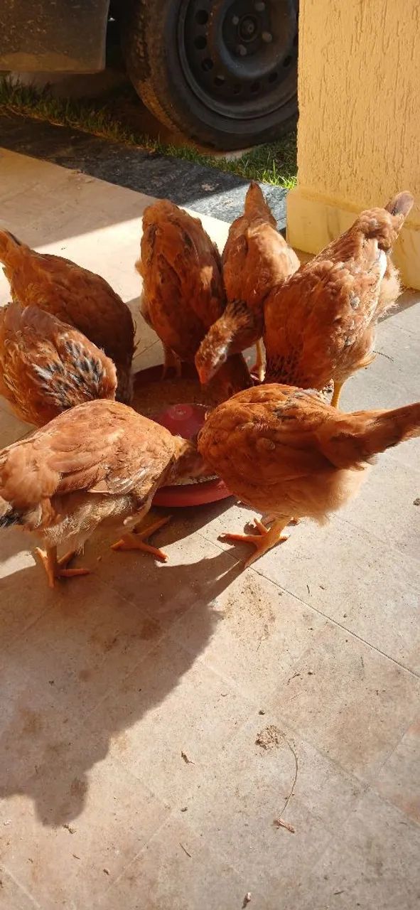Ovos Atacado e Varejo  - Foto 2