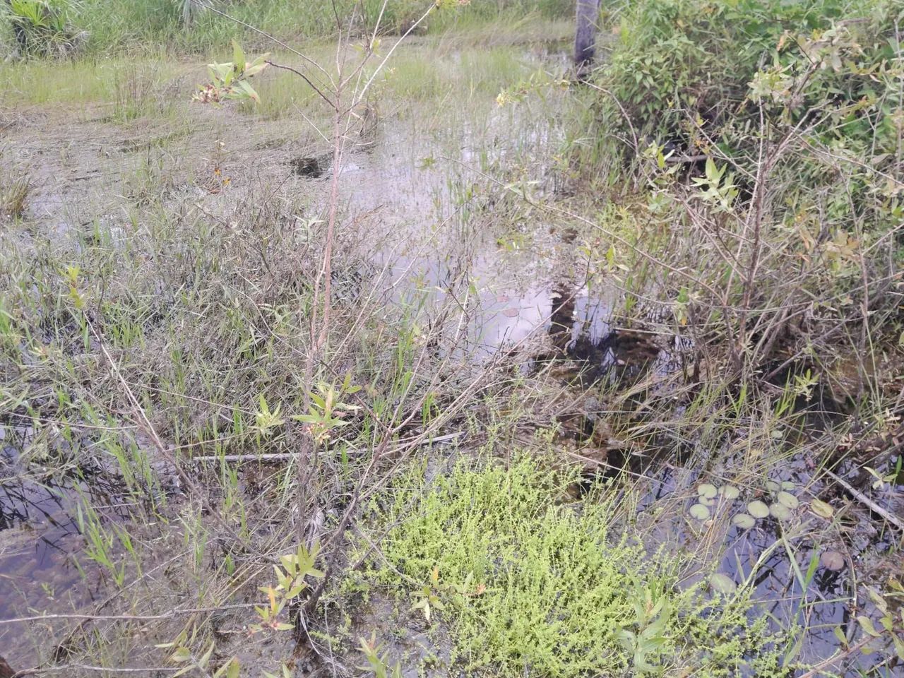 Vendo terrenos de chácara - Foto 2