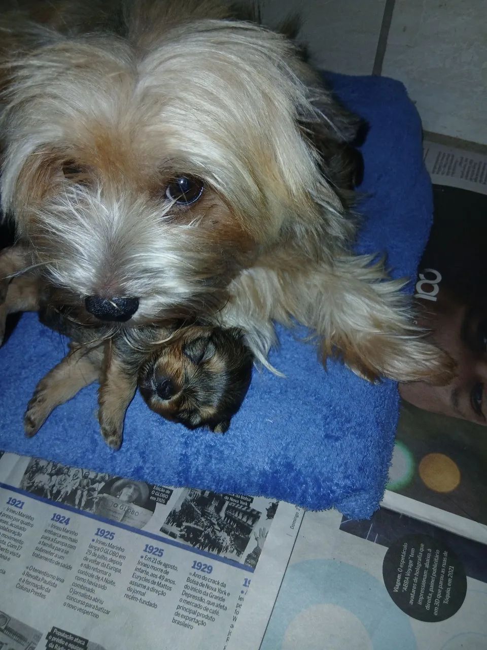 Yorks macho e femea  - Foto 2