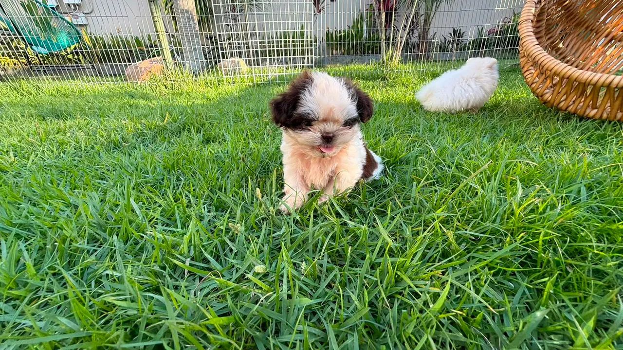 Shih tzu macho - Foto 2
